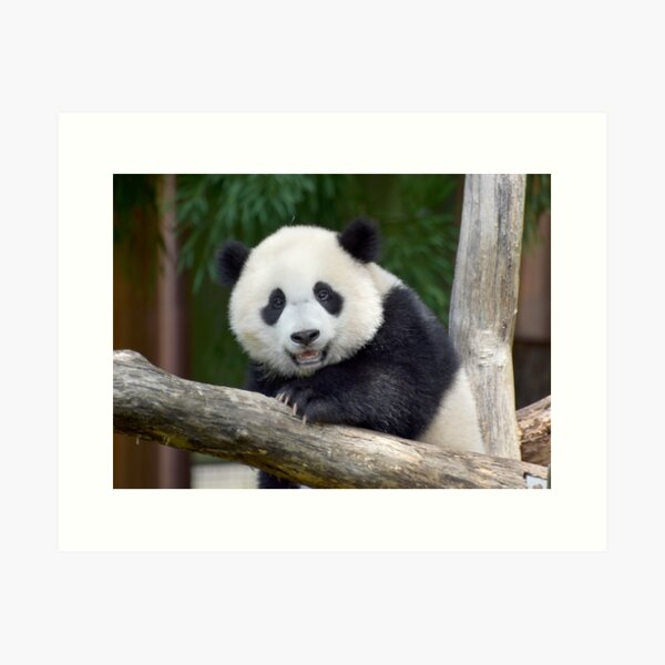 Item preview, Baby Panda Xiao Qi Ji at the National Zoo designed and sold by Zoo and Nature Photography by Karie.