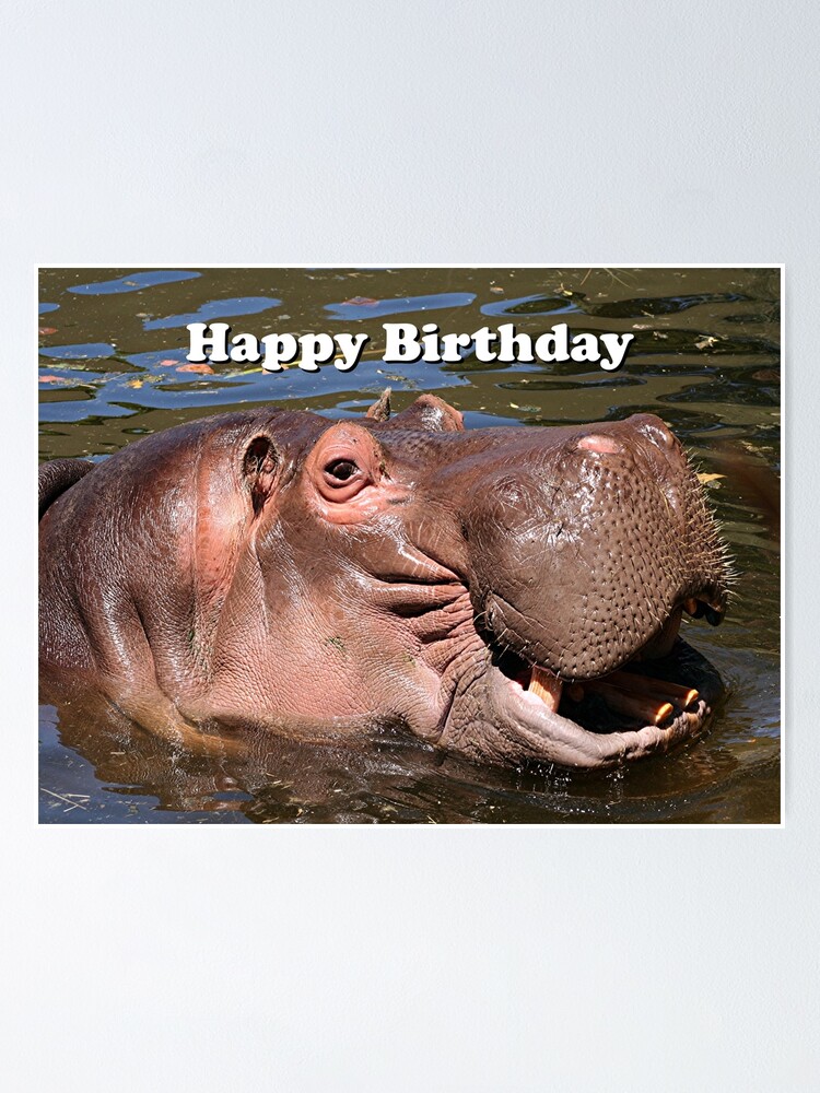 "Happy Birthday hippo" Poster for Sale by FranWest Redbubble