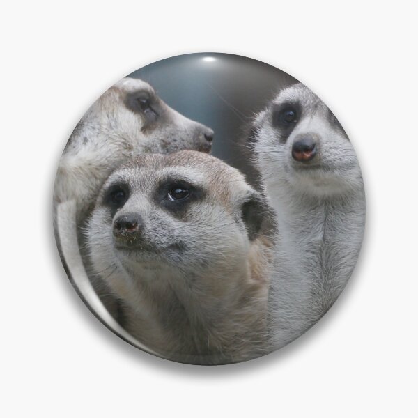 Artikelvorschau, Meerkat 054 entworfen und verkauft von JAMFoto.