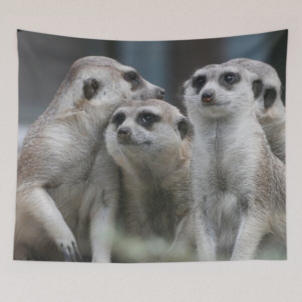 Item preview, Meerkat 054 designed and sold by JAMFoto.