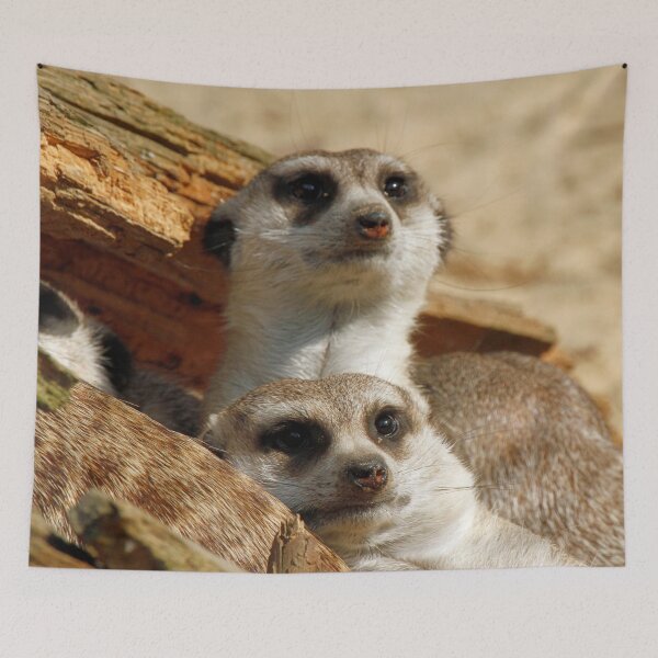 Item preview, Meerkat 056 designed and sold by JAMFoto.