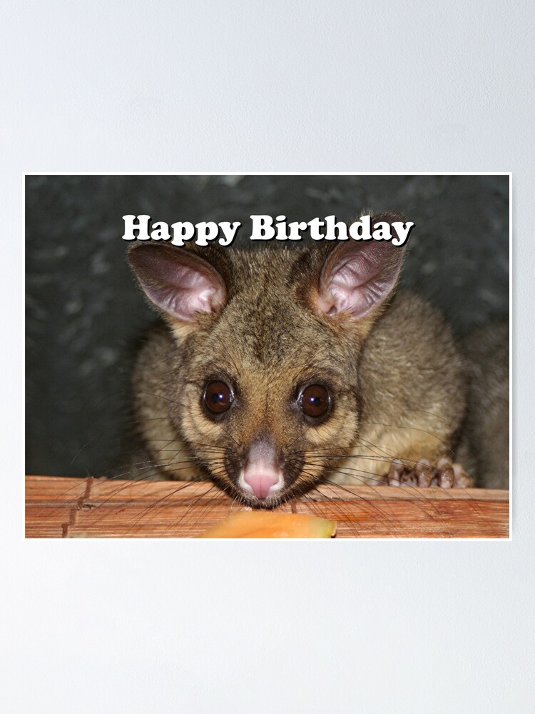 Birthday: cute Australian possum" Poster by FranWest