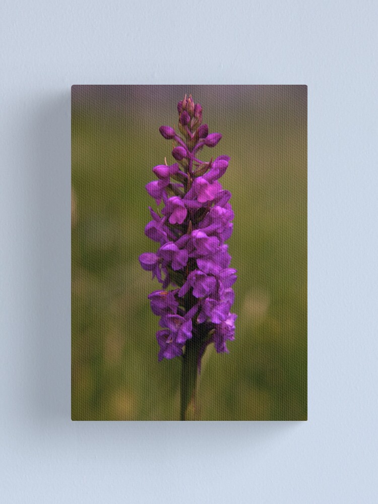 Alternate view of Fragrant Orchid, Dun Eochla, Inishmore Canvas Print