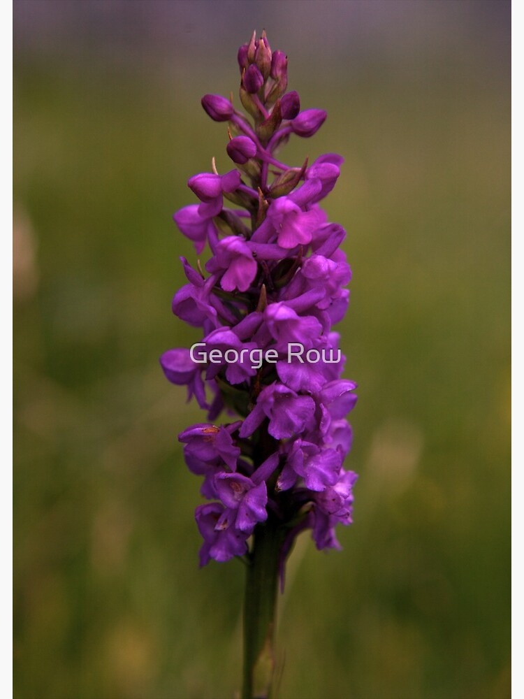 Fragrant Orchid, Dun Eochla, Inishmore by VeryIreland