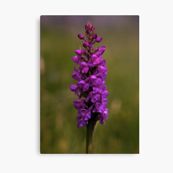 Fragrant Orchid, Dun Eochla, Inishmore Canvas Print