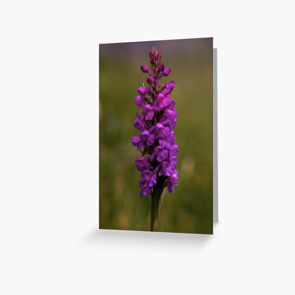 Fragrant Orchid, Dun Eochla, Inishmore Greeting Card