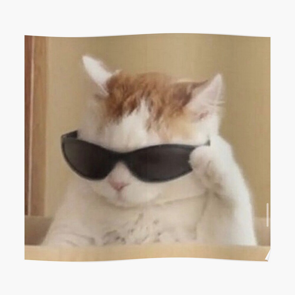 Cat Wearing Sunglasses Meme | ubicaciondepersonas.cdmx.gob.mx