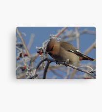 Winter visitor in the trees Canvas Print