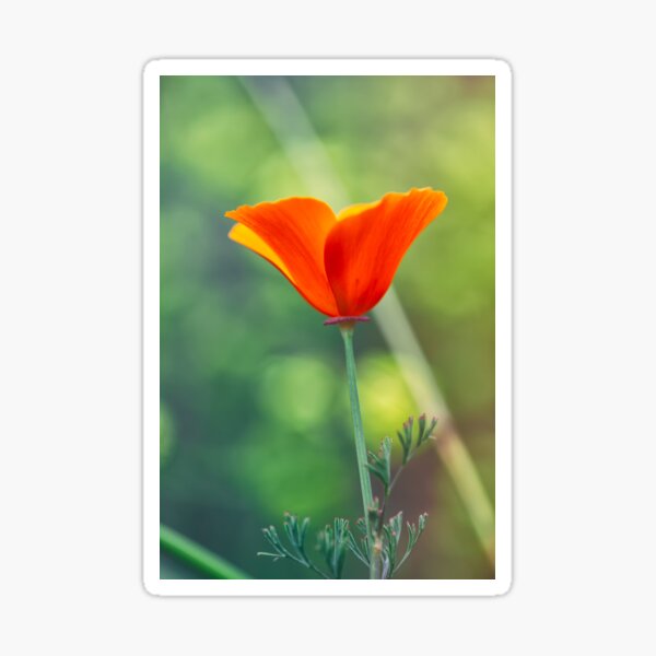 Item preview, Poppy designed and sold by jvnimages.