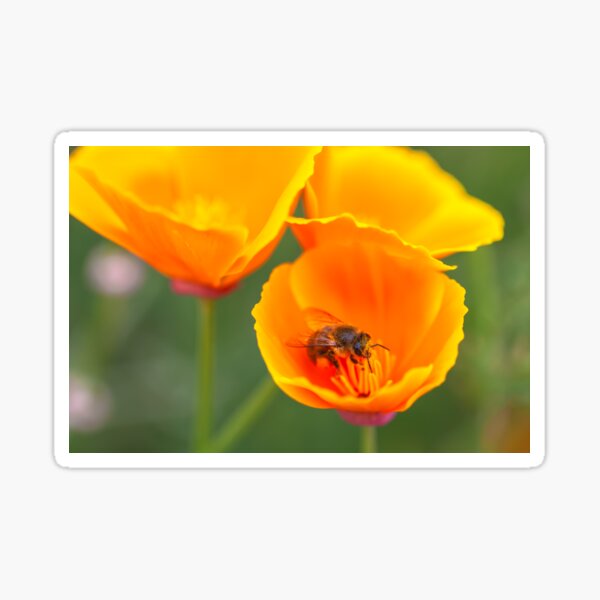 Item preview, Bee and poppies designed and sold by jvnimages.