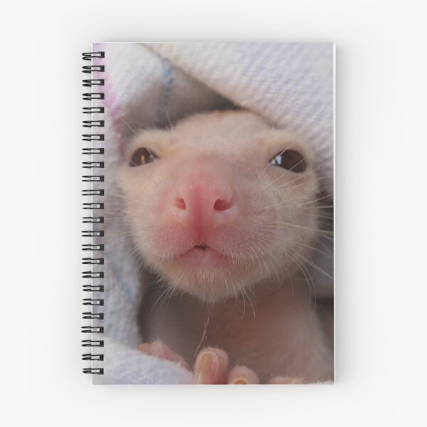 Item preview, Fidget - Albino Brushtail Possum designed and sold by Hannah Marco.