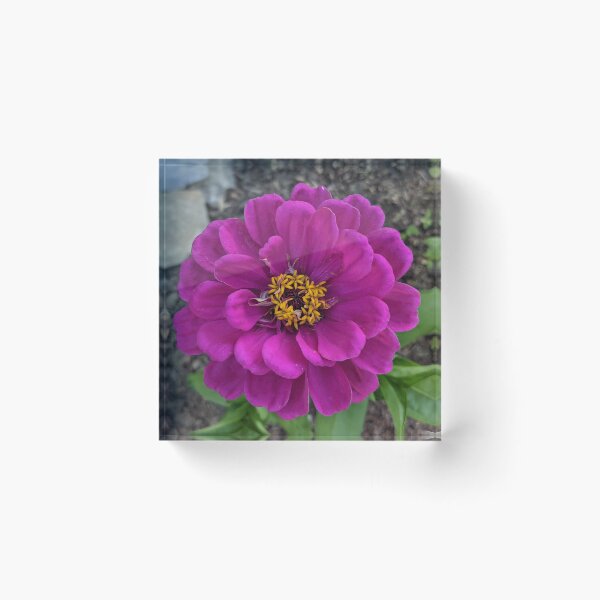 Item preview, Pink Ruffled Flower Photographic Image designed and sold by AustaArt.