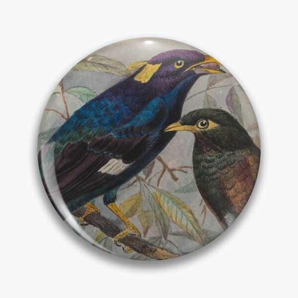 Item preview, Sri Lankan Hill Myna designed and sold by laguitan10.