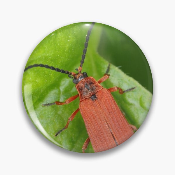 Item preview, Red net-winged beetle - Dictyoptera simplicipes designed and sold by SDym Photography.