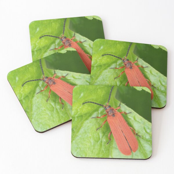 Item preview, Red net-winged beetle - Dictyoptera simplicipes designed and sold by SDym Photography.