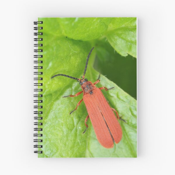 Item preview, Red net-winged beetle - Dictyoptera simplicipes designed and sold by SDym Photography.