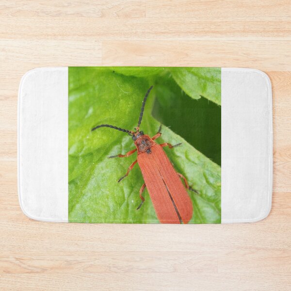 Item preview, Red net-winged beetle - Dictyoptera simplicipes designed and sold by SDym Photography.