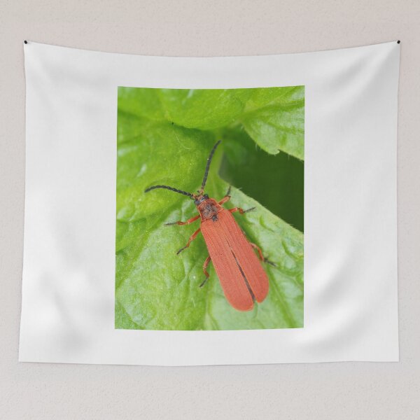 Item preview, Red net-winged beetle - Dictyoptera simplicipes designed and sold by SDym Photography.