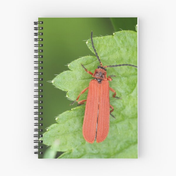 Item preview, Red net-winged beetle - Dictyoptera simplicipes designed and sold by SDym Photography.