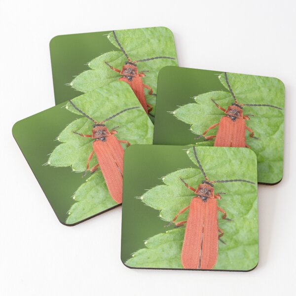 Item preview, Red net-winged beetle - Dictyoptera simplicipes designed and sold by SDym Photography.