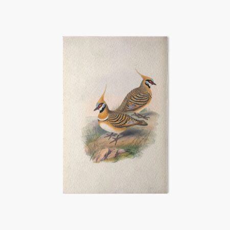 Item preview, John Gould The Birds of Australia 1869 069 Lophophaps Leucogaster designed and sold by wetdryvac.