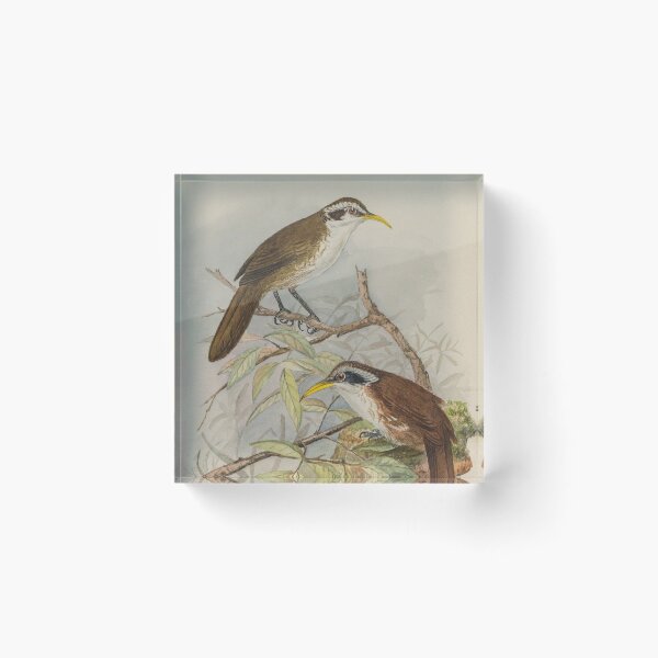 Item preview, Sri Lankan Scimitar Babbler designed and sold by laguitan10.