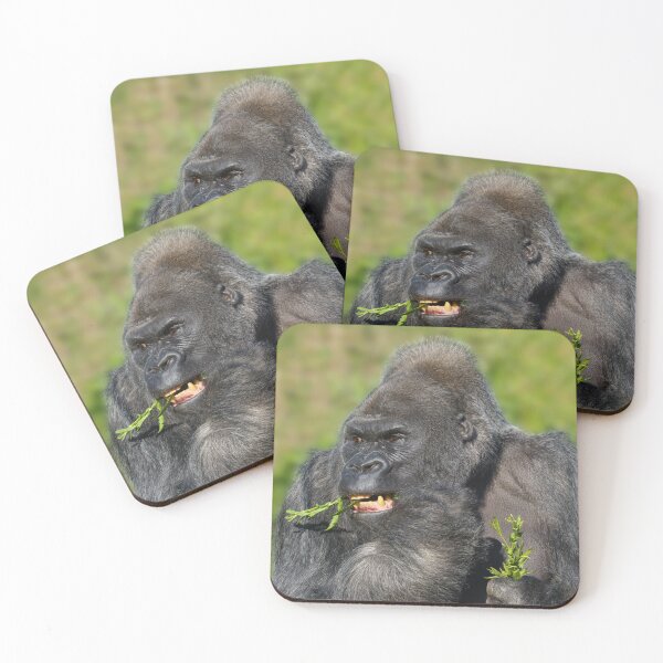 Item preview, Silverback Gorilla Showing His Teeth While Eating designed and sold by rawshutterbug.