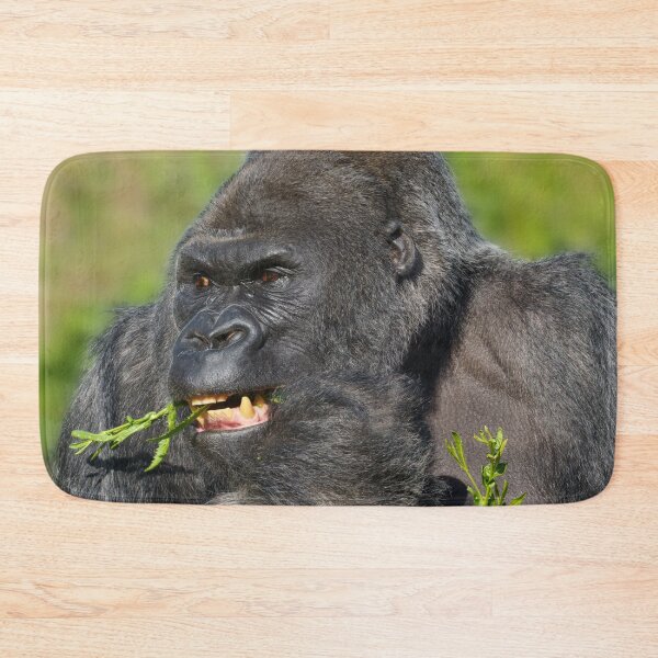 Item preview, Silverback Gorilla Showing His Teeth While Eating designed and sold by rawshutterbug.