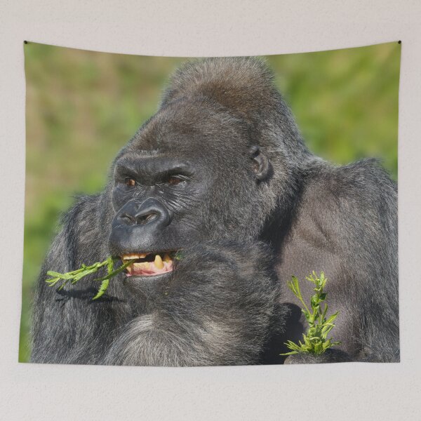 Item preview, Silverback Gorilla Showing His Teeth While Eating designed and sold by rawshutterbug.