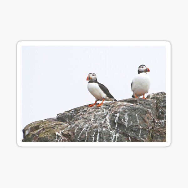 Item preview, Puffins - Farne Islands designed and sold by Graham Geldard.