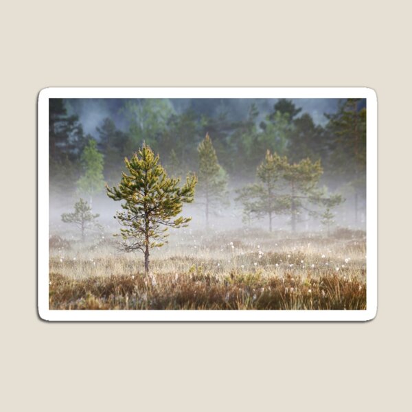 Item preview, 5.6.2021: Pine Tree at Marsh designed and sold by Petri Volanen.