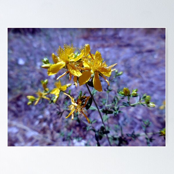 Item preview, Saint John's Wort designed and sold by Chris Gudger.
