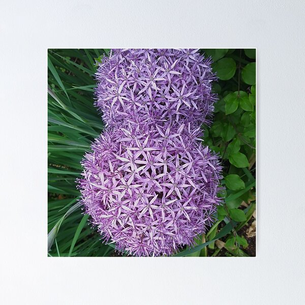 Item preview, Echinops, Fotodrucke designed and sold by marvacousins246.