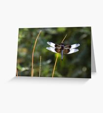 Widow Skimmer on a stick Greeting Card