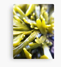 Macro Seaweed Canvas Print