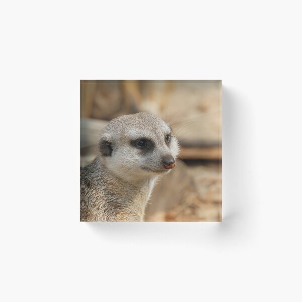 Item preview, Meerkat 059 designed and sold by JAMFoto.