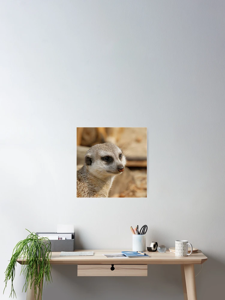 Thumbnail 2 of 3, Poster, Meerkat 059 designed and sold by JAMFoto.