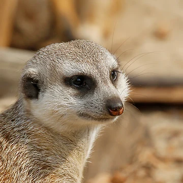 Artwork thumbnail, Meerkat 059 by JAMFoto