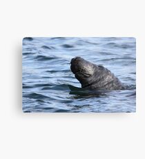 Big Bob the seal Metal Print
