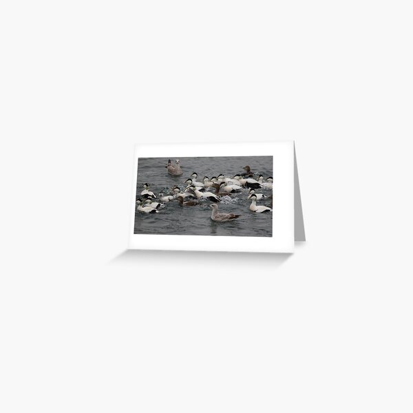 Eider ducks Greeting Card