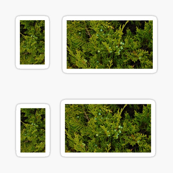 Artikel-Vorschau von Journalling Sticker Pack (4 Sticker / Pack) Immergrüne Wacholderzweige und Beeren Foto Stoffmuster, designt und verkauft von H3designs.