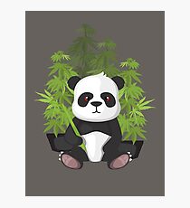 High panda Photographic Print