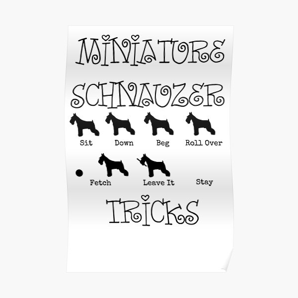 Miniature Schnauzer Tricks Poster