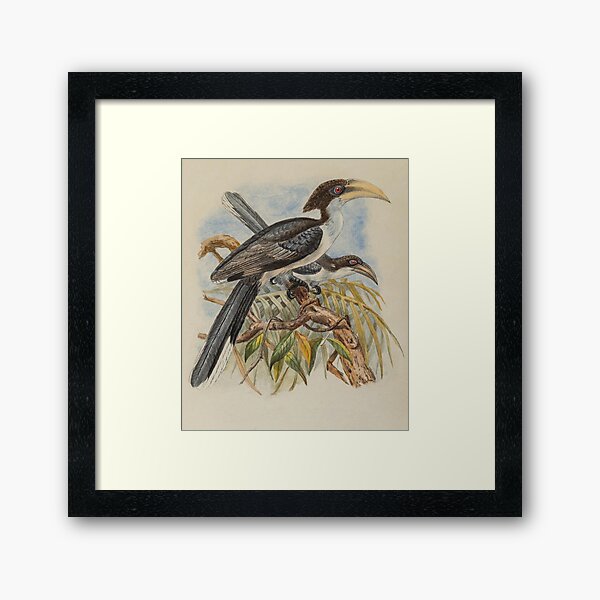 Item preview, Two Ceylon Grey Hornbills designed and sold by laguitan10.
