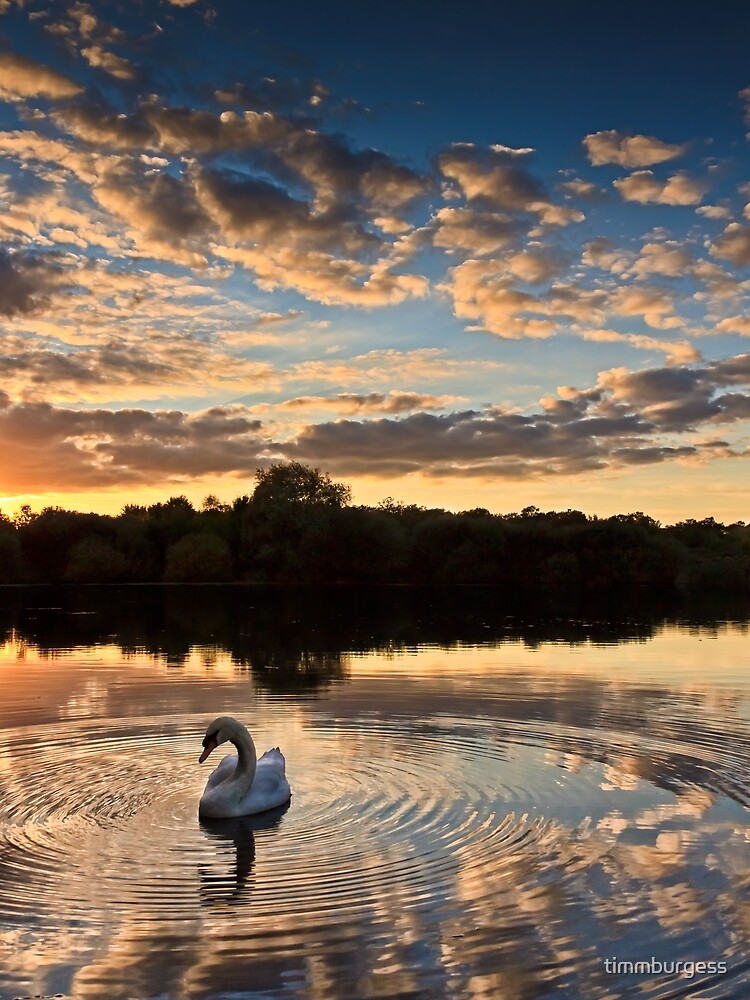 swan lake by timmburgess