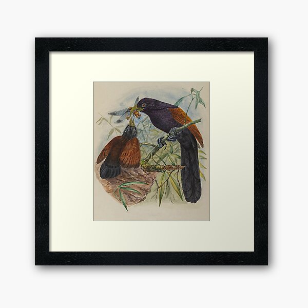 Item preview, Green Billed Coucal With Young designed and sold by laguitan10.