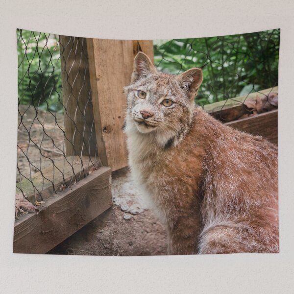 Item preview, Lynx at the Zoo designed and sold by Michael Deemer.