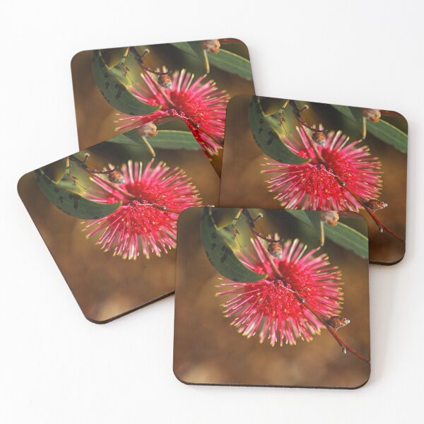 Item preview, Pincushion Hakea Laurina In Flower designed and sold by Joy Watson - Natural Light Photography .