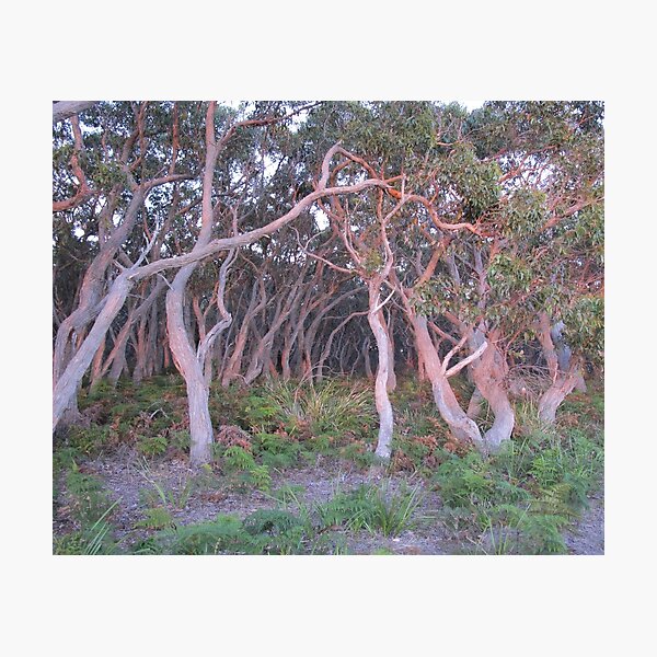 Koala's Bride Aisle Photographic Print
