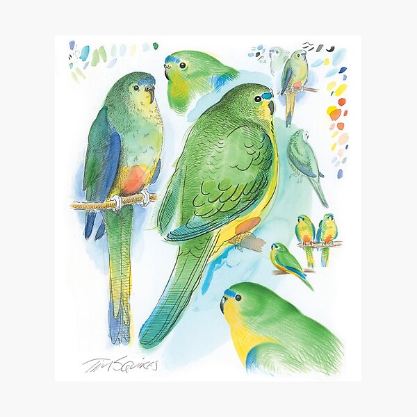 Orange-bellied Parrot Photographic Print